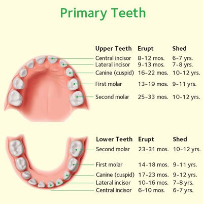 Baby Teeth Chart When To Fall Out