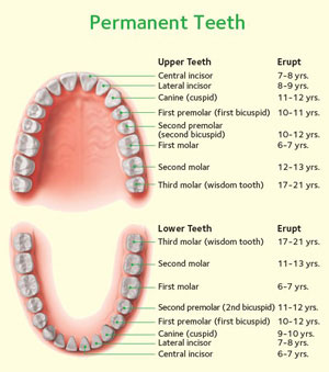 what age do canine teeth fall out